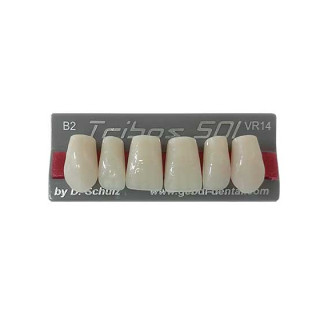 Dientes Tribos 501