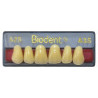 Biodent